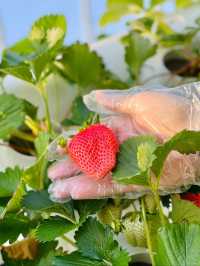 マザー牧場で いちご狩り🍓🍓🍓