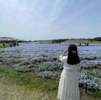 福岡｜ 💙絕美浪漫藍色花海@海之中道海濱公園