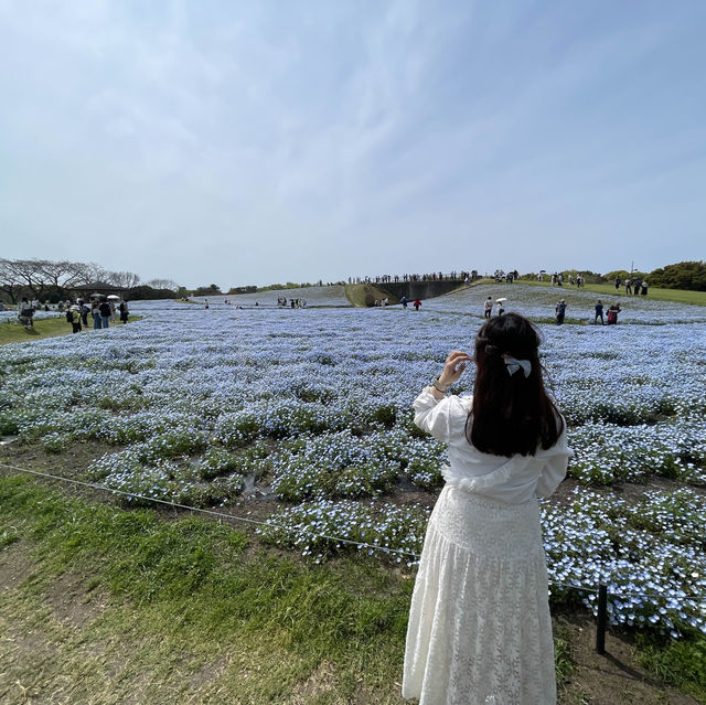 福岡｜ 💙絕美浪漫藍色花海@海之中道海濱公園