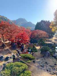 【大分観光】紅葉が人気だけど🍁四季折々の景色が見られる日本庭園🍁