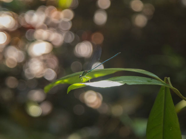 [馬來西亞]近在咫尺的熱帶雨林