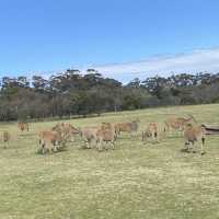 Werribee Zooで体感！サバンナ大冒険のサファリツアー