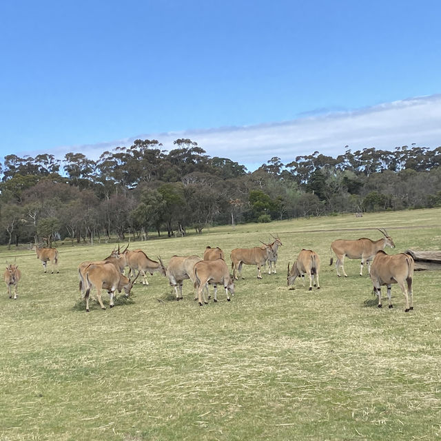 Werribee Zooで体感！サバンナ大冒険のサファリツアー