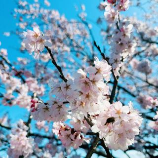 櫻花海 木曾川櫻堤 🌸