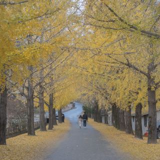 Ginkgo Tree Road in Geochang Euidong Village