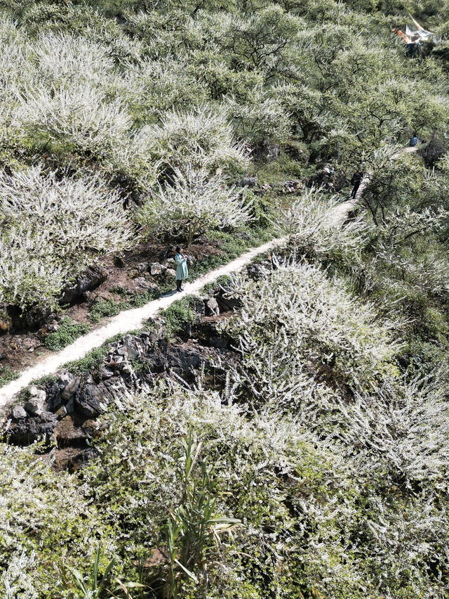 The plum blossom season in Moc Chau, Vietnam