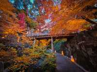 【名古屋】日本庭園の中で見る奥ゆかしい紅葉🍁