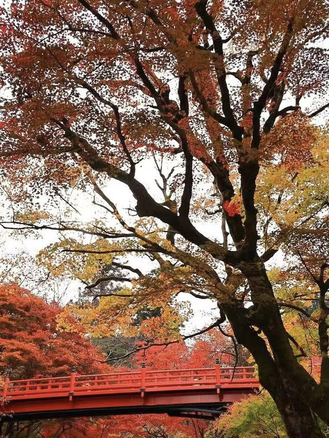 北海道定山溪溫泉：🍁紅葉映襯的秋日絕景
