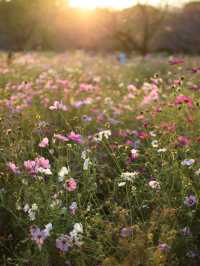 夕方の昭和記念公園