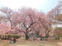 日本🇯🇵東京新宿御苑賞櫻花🌸