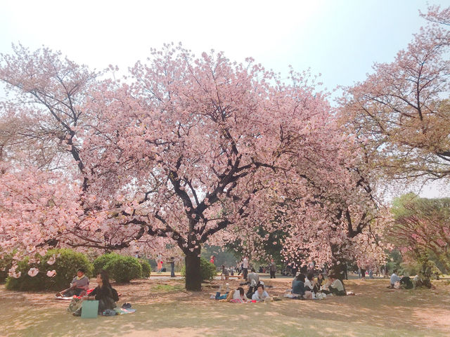 日本🇯🇵東京新宿御苑賞櫻花🌸