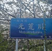 ไปดูซากุระ motoarakawa , saitama