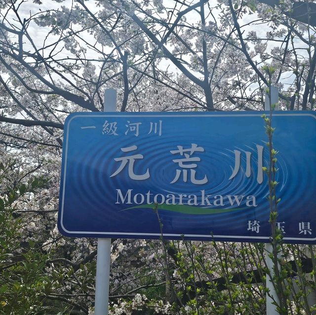 ไปดูซากุระ motoarakawa , saitama