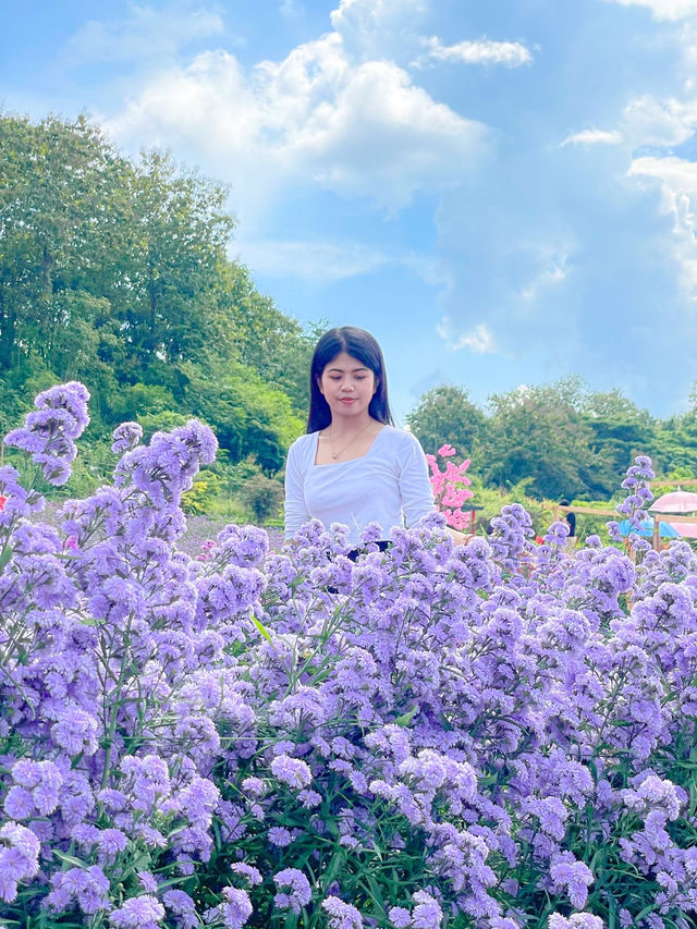 สวนดอกไม้ฤดูหนาวเด่นชัย