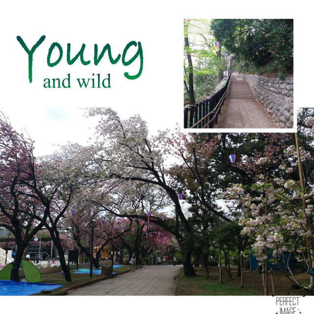 滿屏櫻花的視覺體驗🌸amazing