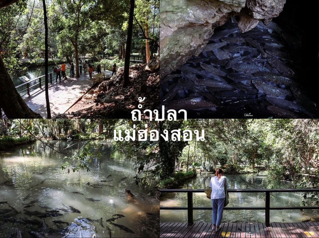 ชมปลาพวงนับหมื่น ที่ถ้ำปลา แม่ฮ่องสอน