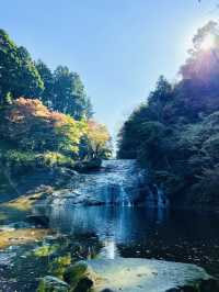 【千葉×紅葉】