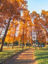 景點推薦：水元公園——東京秘境紅葉地