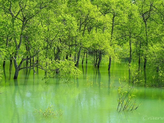 【山形県】春だけの風物詩！白川湖の水没林