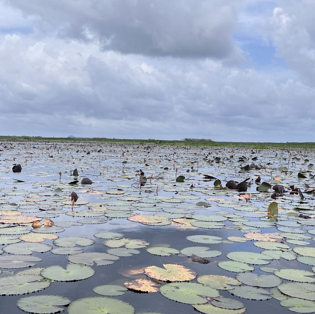 Discover the enchanting beauty of Thale Noi Lake in Phatthalung, Thailand 