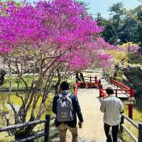 A Burst of Pink at Tsukairaku Park!
