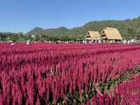 Hokkaido Flower Park 💐