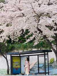 Spring Serenity: Strolling Mangyang-ro Amidst Cherry Blossoms and Scenic Views