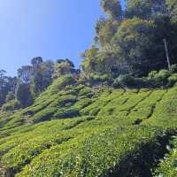 A Refreshing Day at Cameron Highlands' BOH Tea Garden