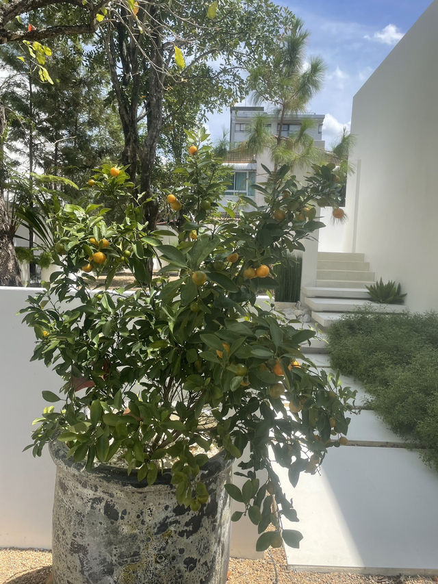 dash.space🌳