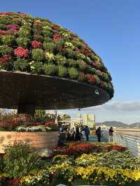 마산에 가고파! 국화가 만발한 ‘마산 가고파 국화축제’ 🌼✨