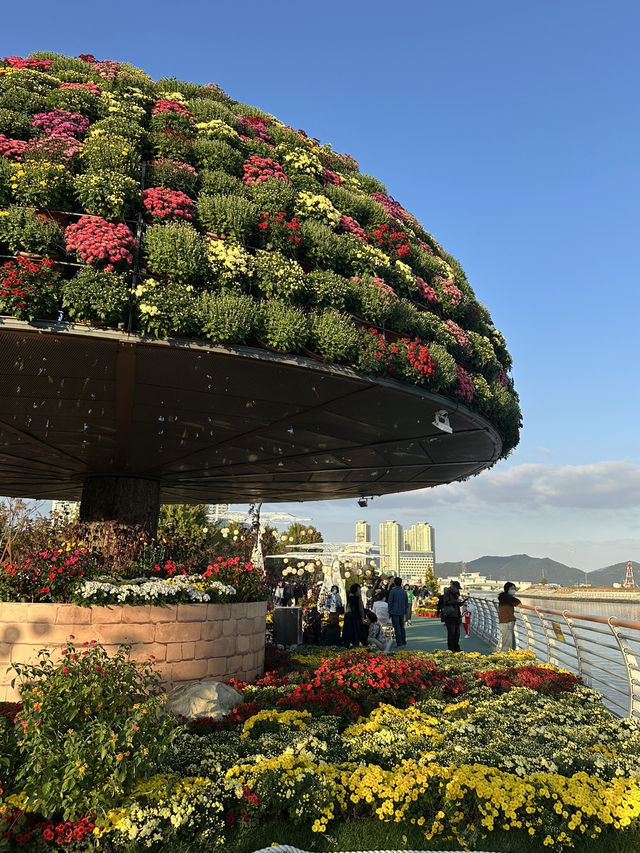 마산에 가고파! 국화가 만발한 ‘마산 가고파 국화축제’ 🌼✨
