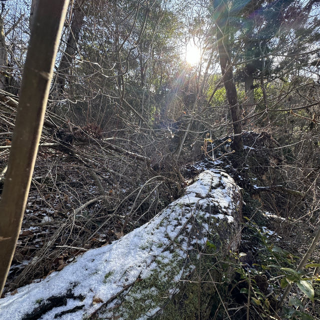 🇯🇵漫步有馬溫泉療癒之森🌲