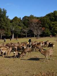 【奈良公園】自然と歴史と鹿に癒される旅🫎