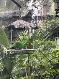 Animals at Singapore’s Zoo