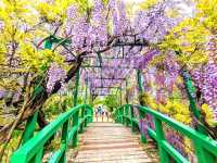 極上の花畑🌷はままつフラワーパーク