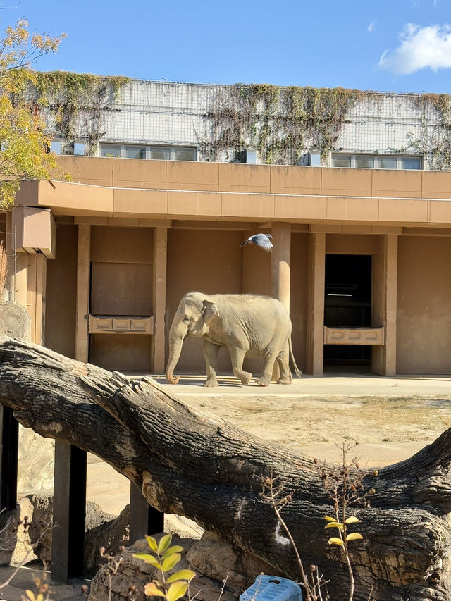 東山動物植物園-紅葉與動物構成和諧，而且美麗的景色