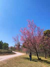 ภูลมโล (อุทยานภูหินร่องกล้า)