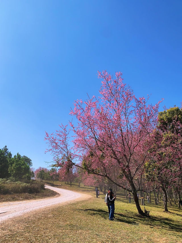ภูลมโล (อุทยานภูหินร่องกล้า)
