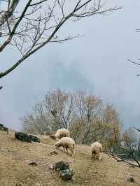 Qingjing Farm🐑 — Your Alpine Escape in Taiwan!