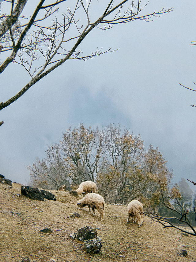 Qingjing Farm🐑 — Your Alpine Escape in Taiwan!