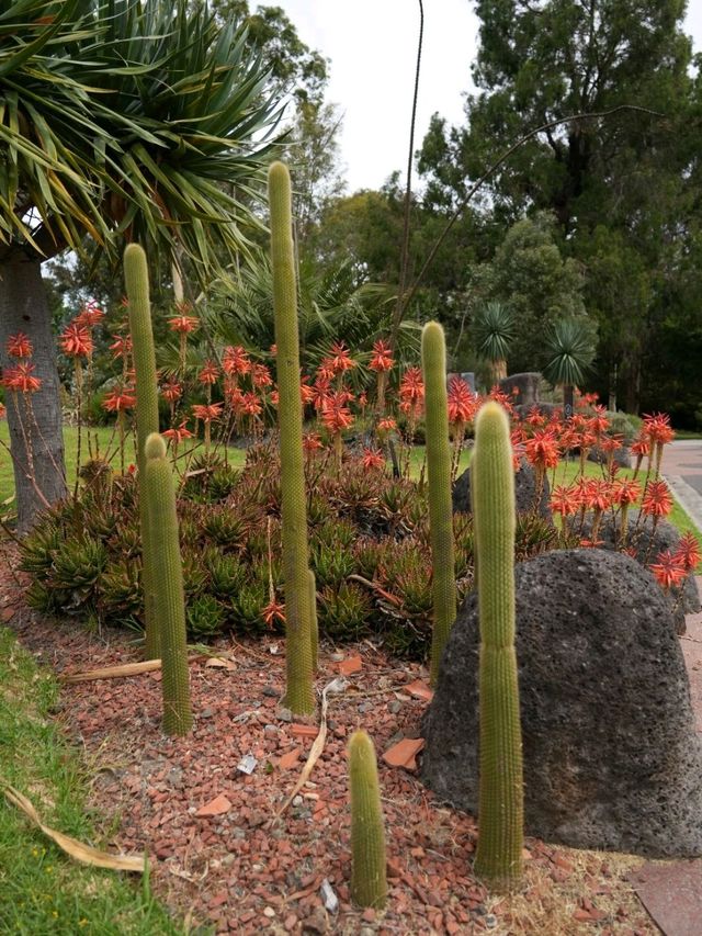 墨爾本皇家植物園 - 一個能讓一家大小放鬆學習的好地方🤩