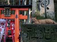 Trail of a Thousand Gates: Discover Fushimi Inari Shrine
