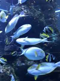 The Beauty of the Deep: A Relaxing Escape at S.E.A. Aquarium