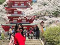 Mt. Fuji in a Day: Cherry Blossoms and Scenic Views