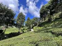 Malaysia’s Highland GEM!!!
