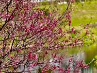 台北走春賞櫻的好去處~樂活公園及內溝溪步道