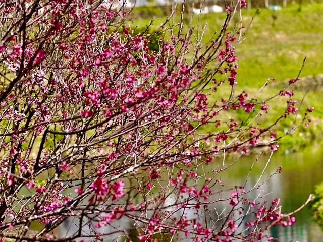 台北走春賞櫻的好去處~樂活公園及內溝溪步道