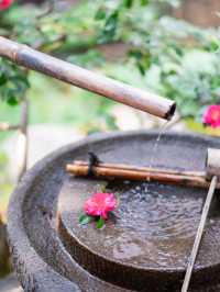 【京都】まるで食べる宝石💎「麓寿庵」の華わらび🏵️