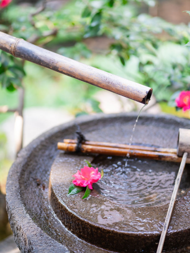 【京都】まるで食べる宝石💎「麓寿庵」の華わらび🏵️