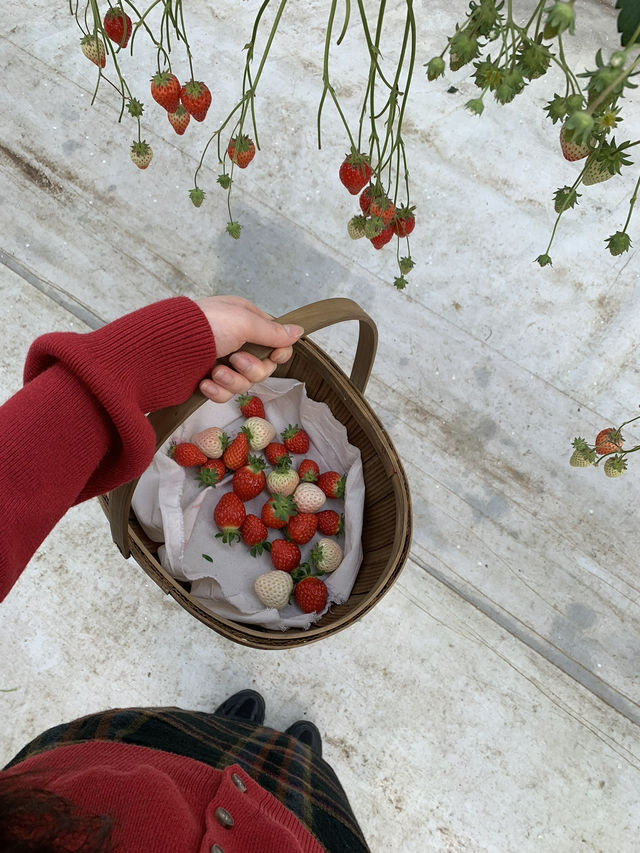 딸기농장